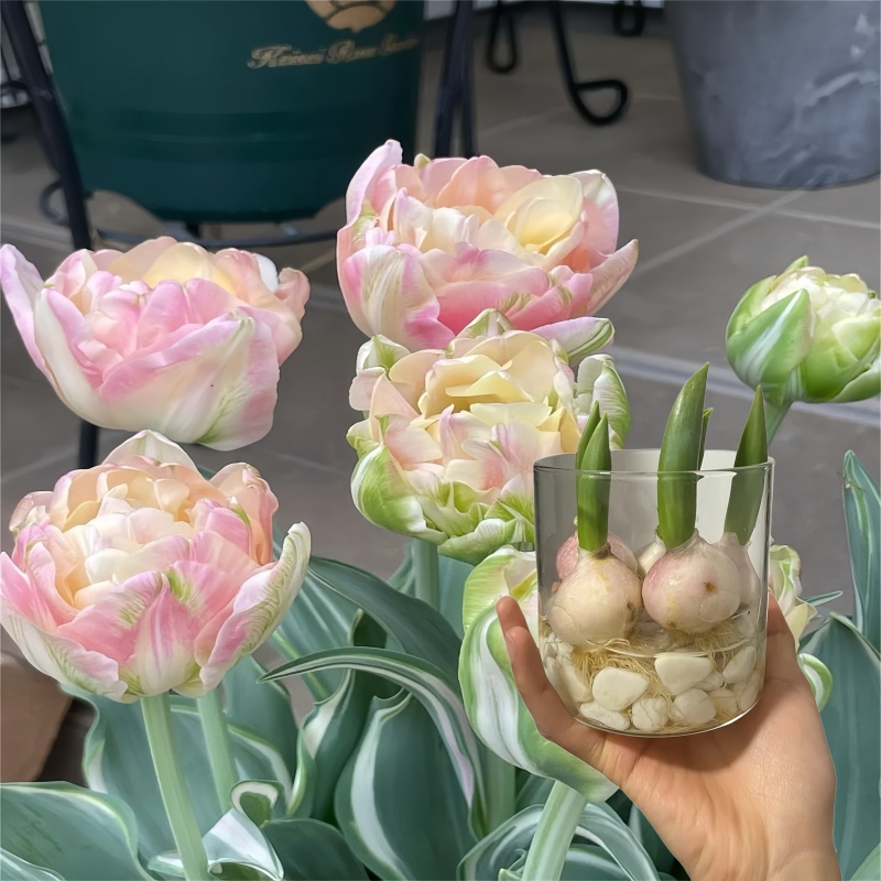 种植郁金香种球水培植物土培荷兰种子盆栽五度球进口水培耐寒阳台