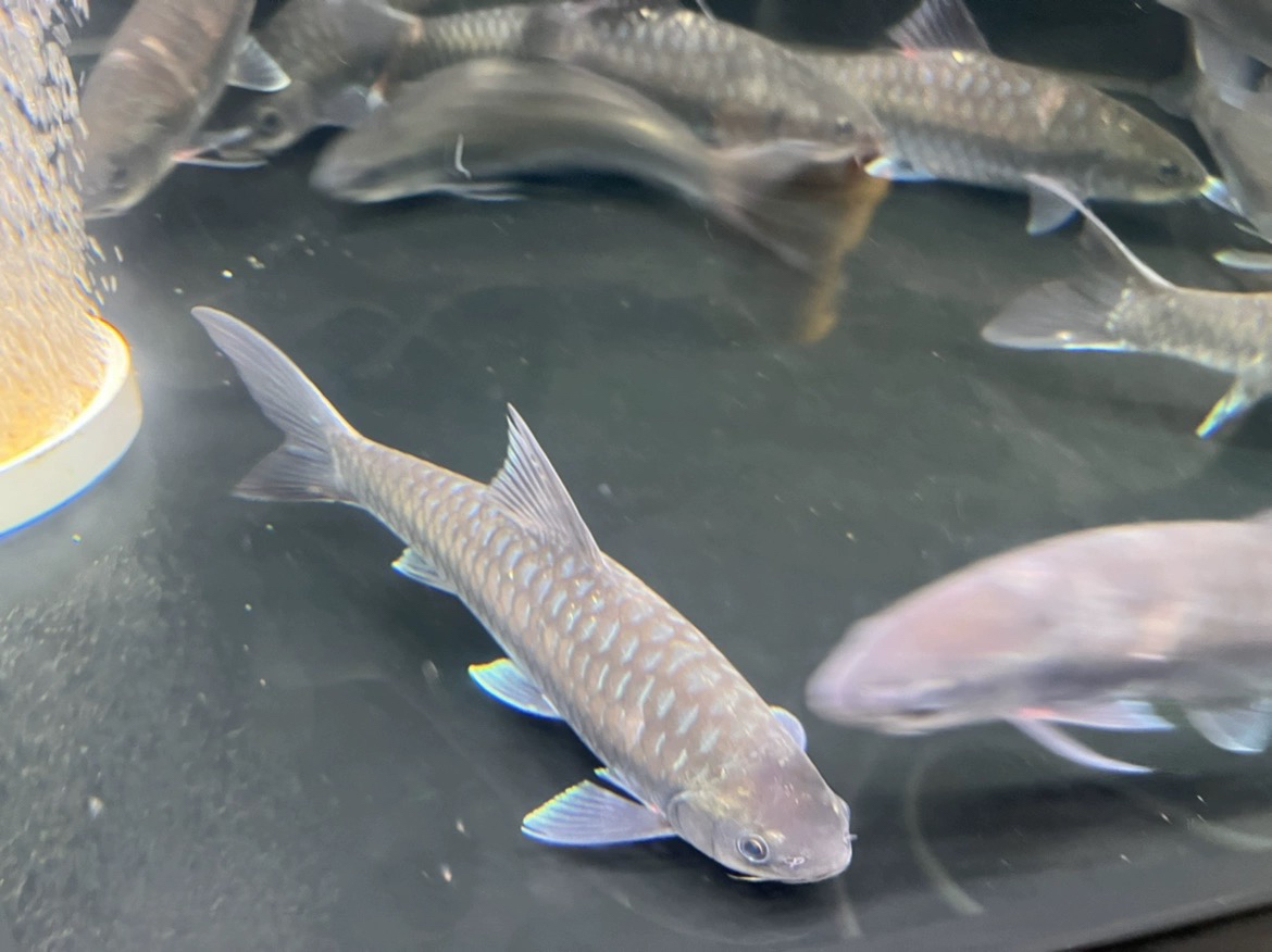 大头野史 野史蓝吉罗 吉罗鱼 淡水冷水鱼