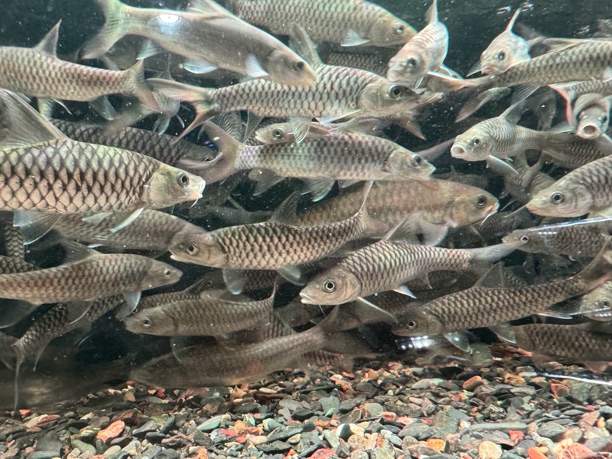 印度皇室金 金吉罗  红尾吉罗 黄鳍结鱼