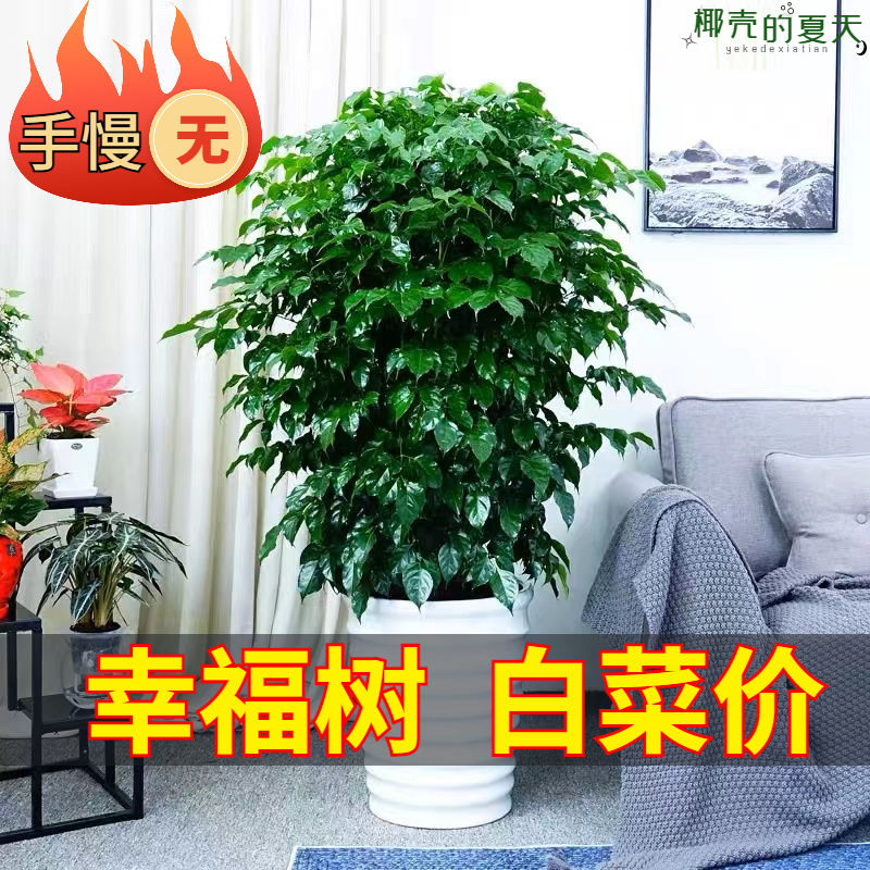 幸福树盆栽大棵特大号客厅大盆栽绿植绿宝四季常青null