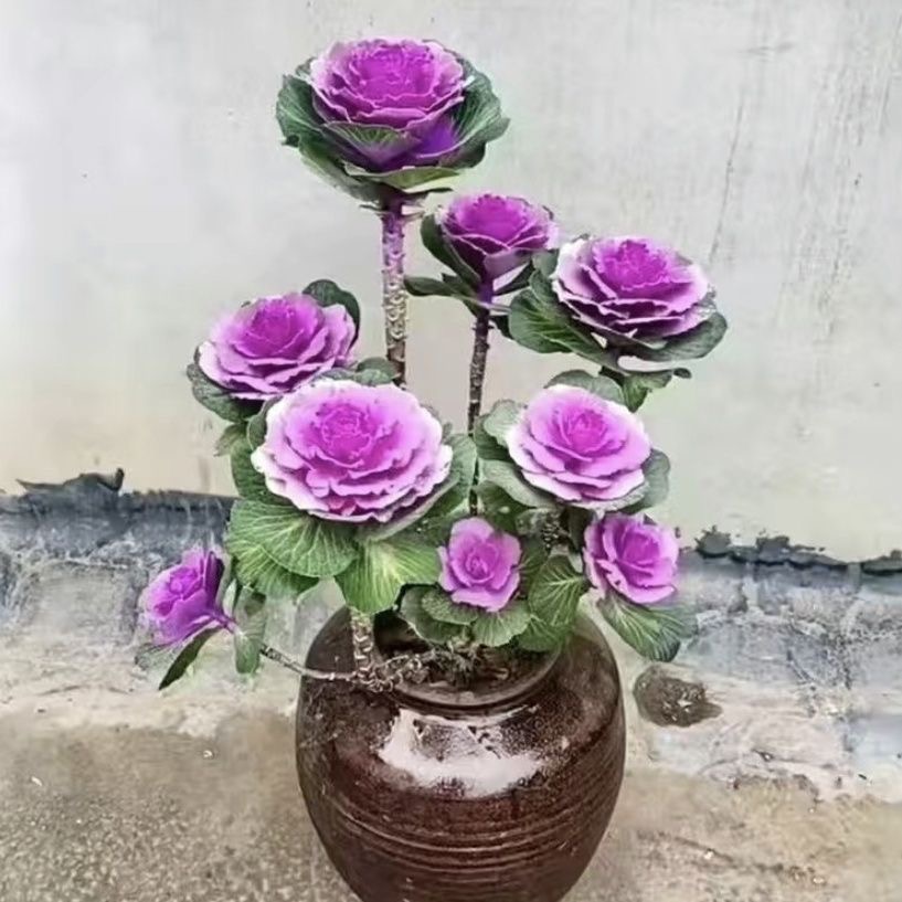 单头玫瑰羽衣甘蓝阳台庭院观赏多年生耐寒耐热抗冻可养老桩