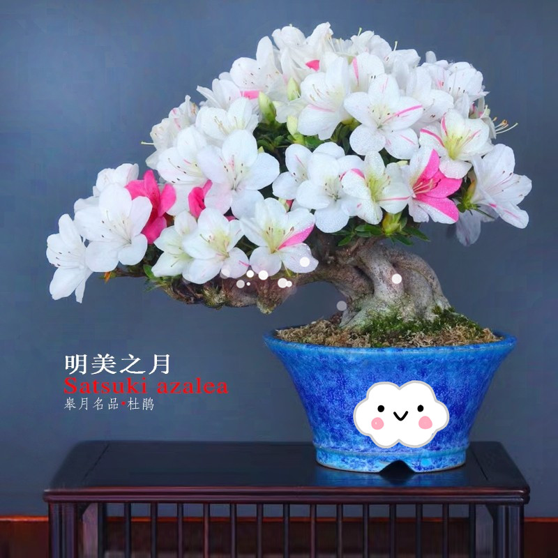 明美之月日本进口皋月杜鹃盆栽盆景花卉名贵品种树苗露台庭院植物