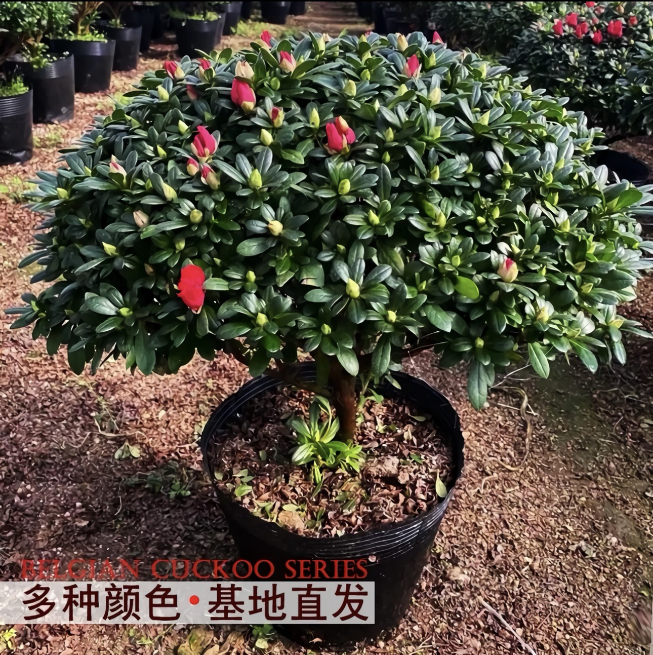 超大冠幅约1米杨梅红杜鹃花鲜花盆栽花卉老桩绿植客厅庭院室内外