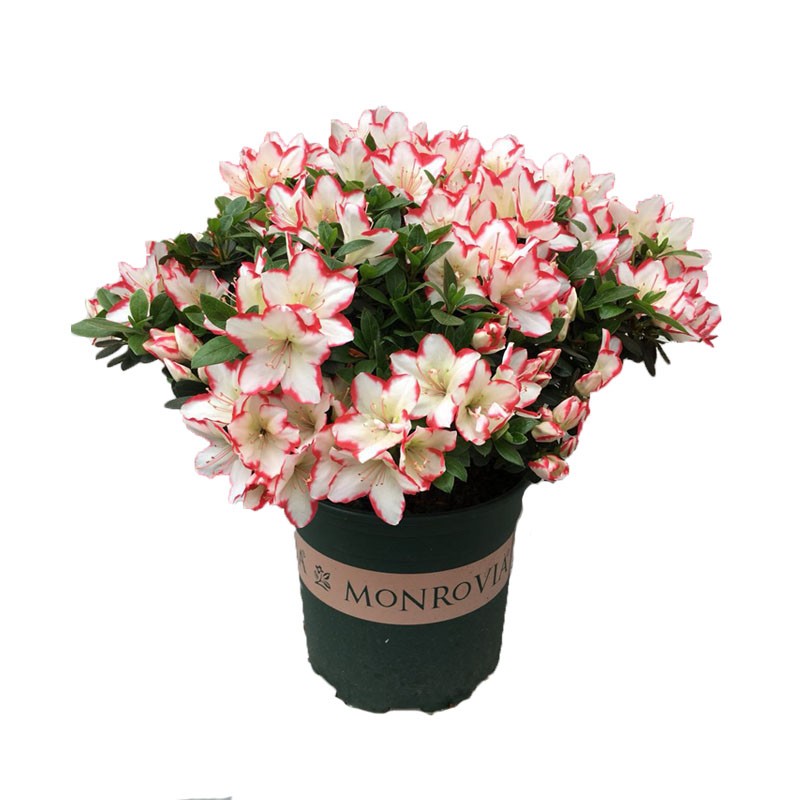 彩钻红唇百合杜鹃花双色带花苞花卉绿洲别墅盆景盆栽盆栽阳台植物
