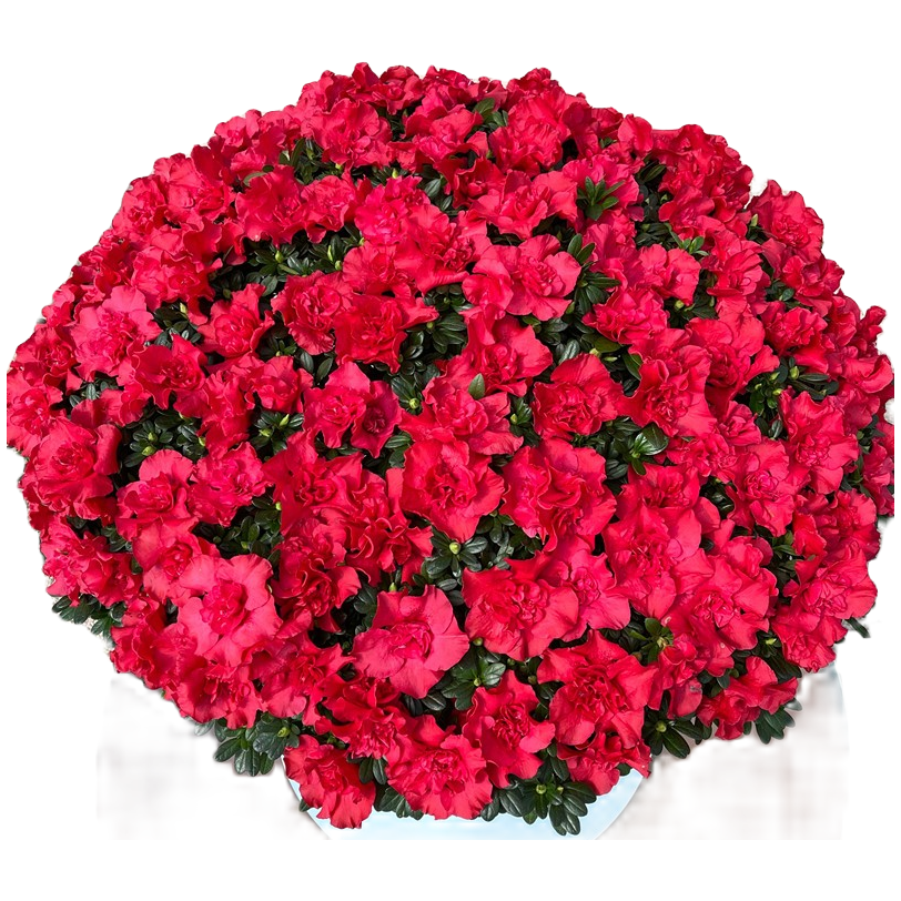 超大杨梅红杜鹃花盆栽带花苞四季开花室内外观花花卉易养活花期长