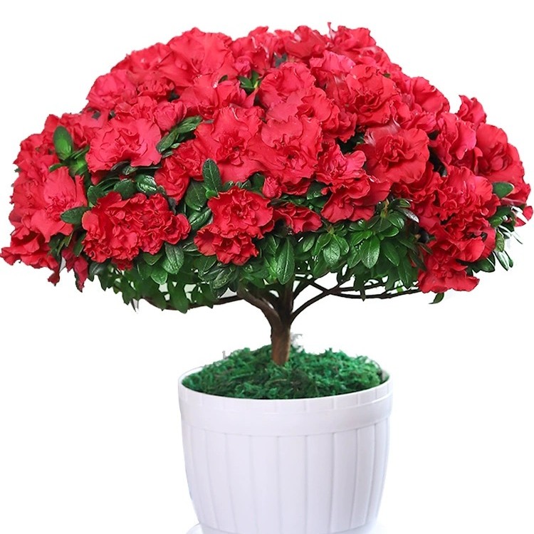 杜鹃花鲜花杨梅红室内阳台庭院特勤开花好养盆栽四季开花花卉绿植