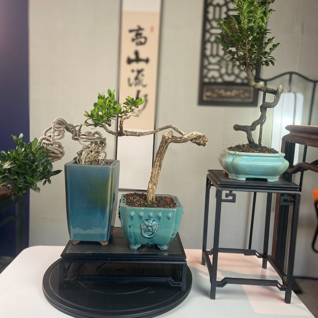 观沧海盆艺【拍100—海岛黄杨 黑骨茶 罗汉松 等盆景