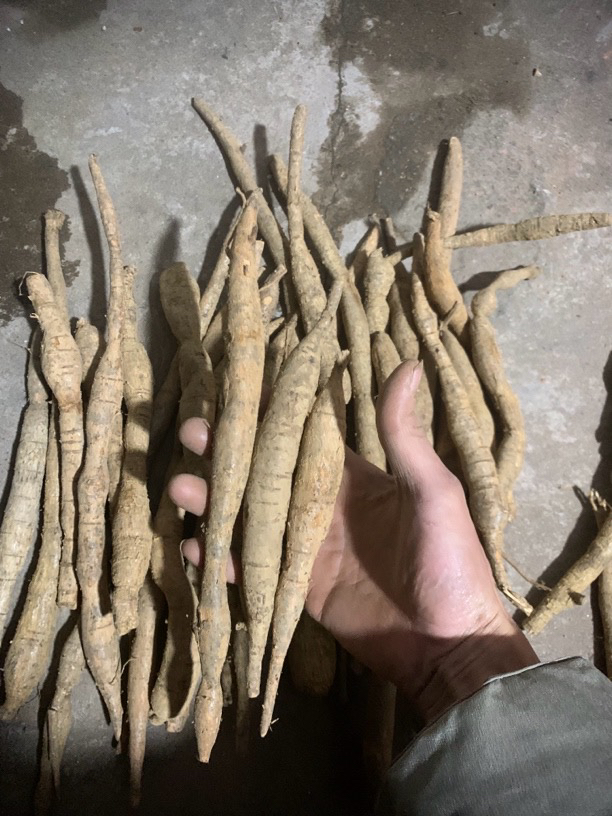 小薯广西正宗野生深山牛大力薯