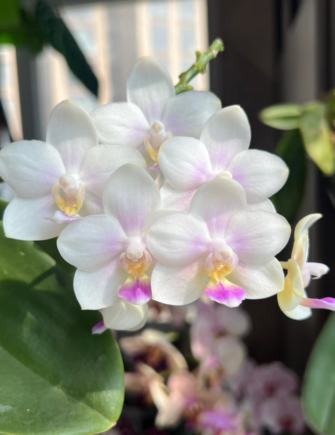 SWR雪花分生1.7超成熟趣味兰弥陀全天香蝴蝶兰