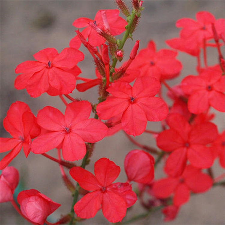 黄姐园艺红雪花冬季开花花期长种植简单非常好养
