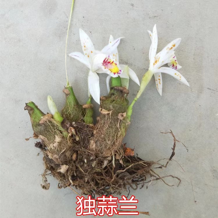 云南秋花独蒜兰，黄花，紫花，白花