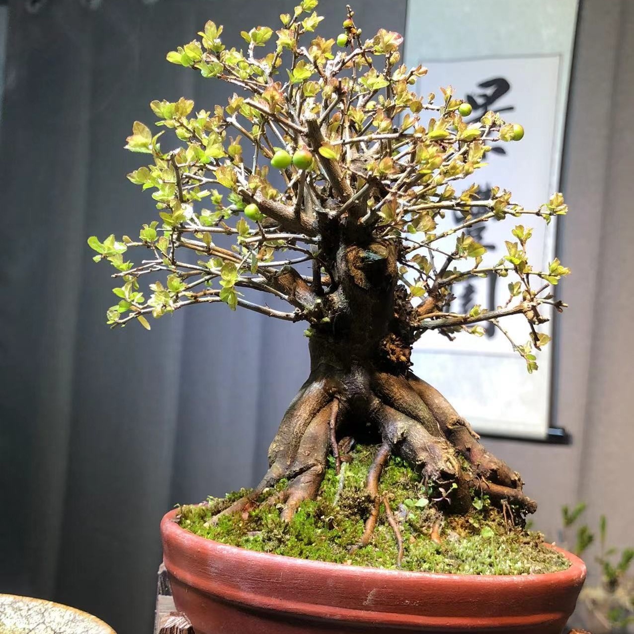 景丰园盆景1号链接