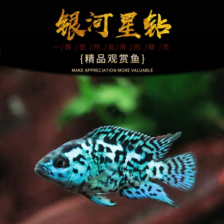 小嫚妖银河星钻鱼