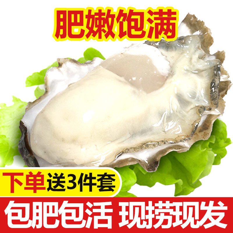 【精选生蚝】鲜活发货鲜活到家5斤 连云港发货