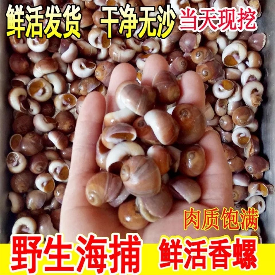 纯野生香螺3斤 连云港发货