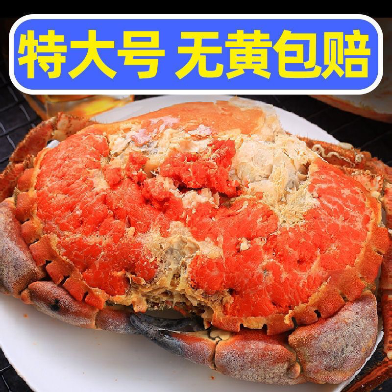超大全母带膏面包蟹1只2海鲜斤