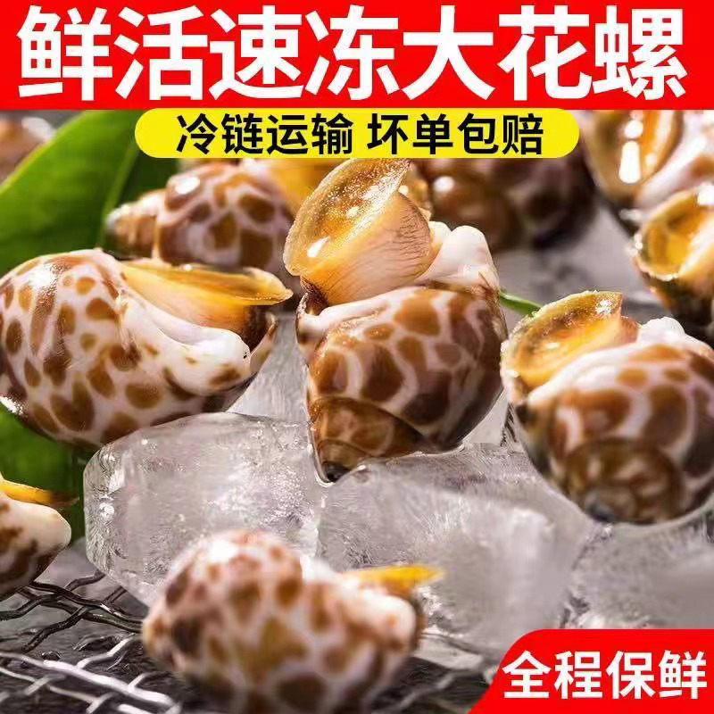 鲜活速冻大花螺3斤（海鲜直播间送1斤）4斤活动中