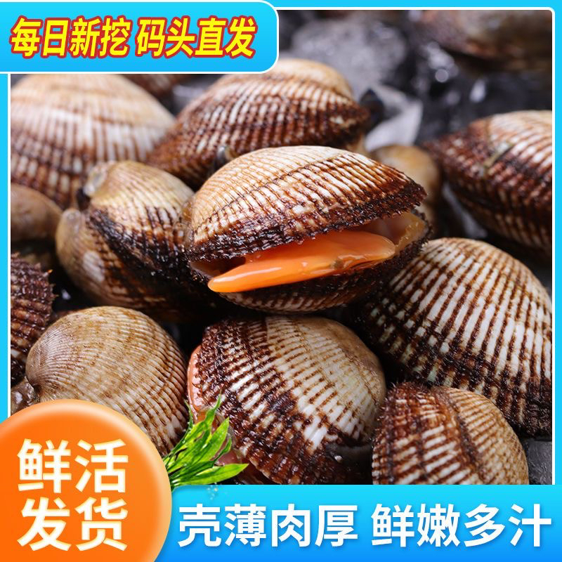 鲜活超肥大毛噶血蛤刺身蛤蜊毛钳 鲜活发货