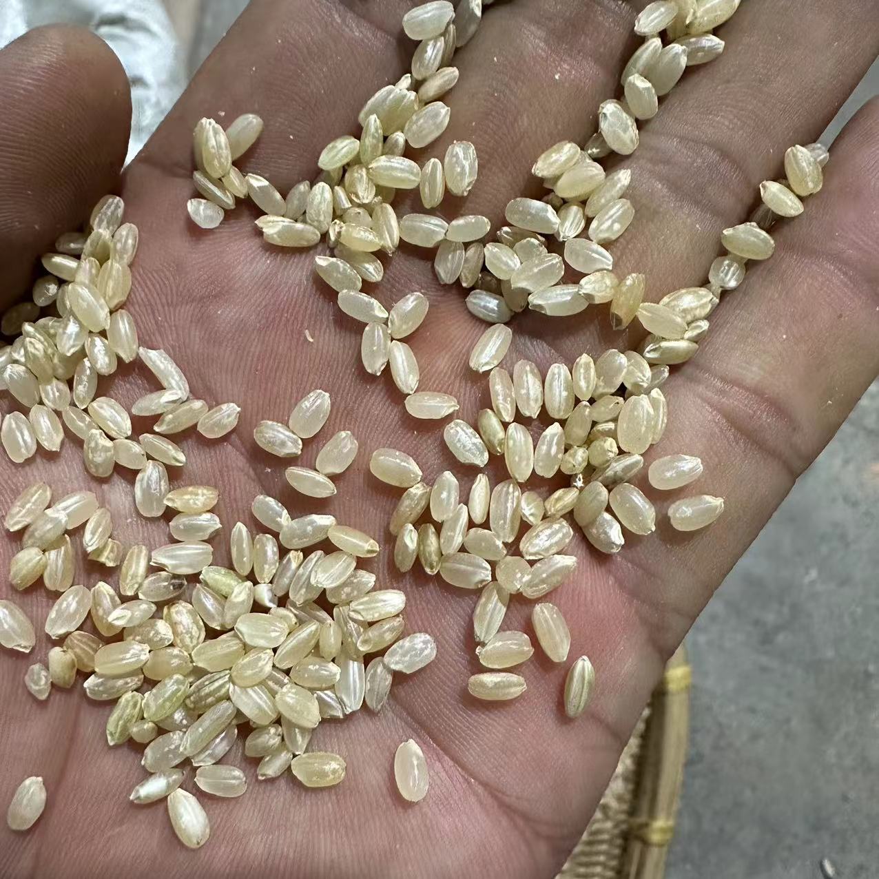 粳米  黑龙江种植 无硫糙米  种植粳米 颗粒饱满