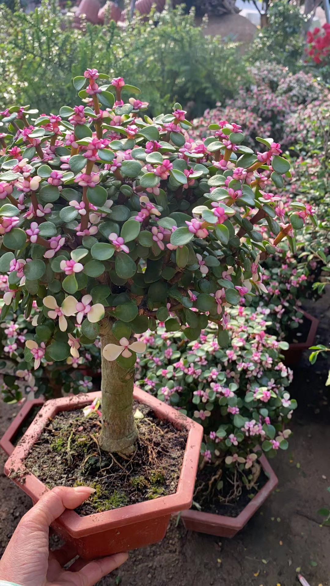 金枝玉叶盆栽多肉植物绿植老桩肉肉花卉办公室内盆景好养活