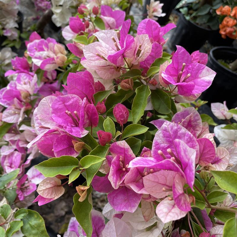 红樱四季开花运输中会掉花掉叶正常现象（基地塑料盆不包损）