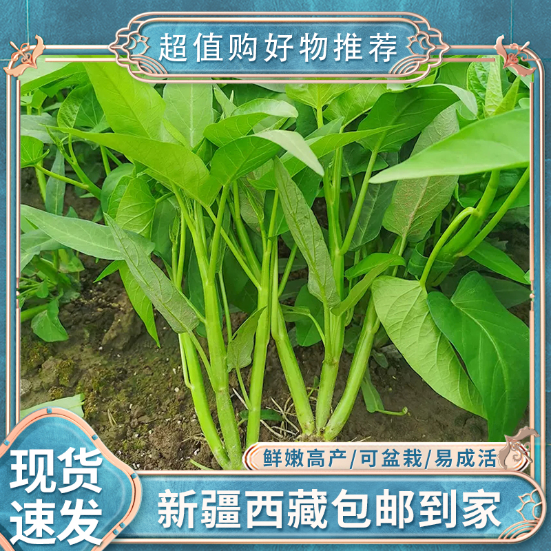 【新疆西藏包邮】可盆栽三叉空心菜种子通菜籽竹叶菜蕹菜籽四季