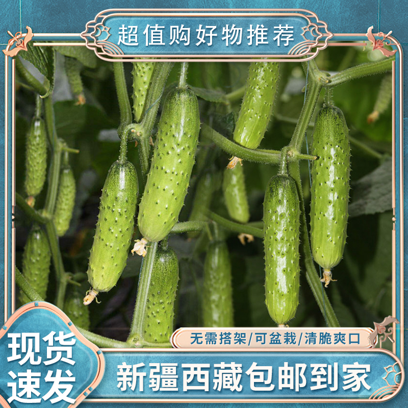 【2袋装丨新疆包邮】满地爬水果黄瓜种植子盆栽青瓜四季蔬菜耐寒