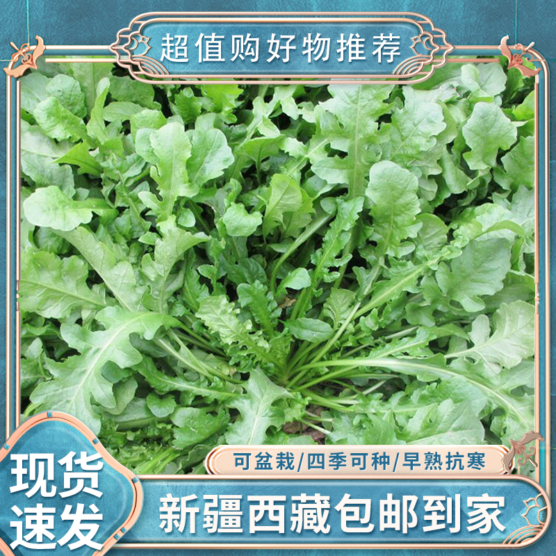 【新疆包邮】荠菜种子大全农家四季大叶春野菜种籽食用盆栽荠荠菜