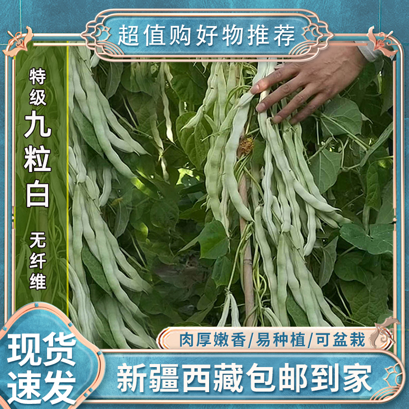 【新疆包邮】可盆栽九粒白芸豆白不老摘不败豆角种子四季豆阳台
