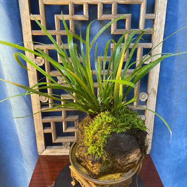 石菖蒲鱼缸水培绿植盆栽附石抱石（一物一拍）