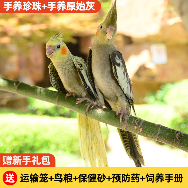 鹦鹉活体手养会学说话黄化玄凤一对活鸟活物手养黄桃绿桃鸟宠物鸟