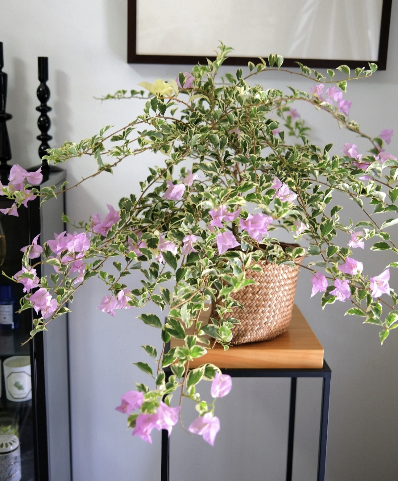 银边浅紫水仙紫·三角梅四季勤花大苗【40-50cm左右】带花带盆阳台