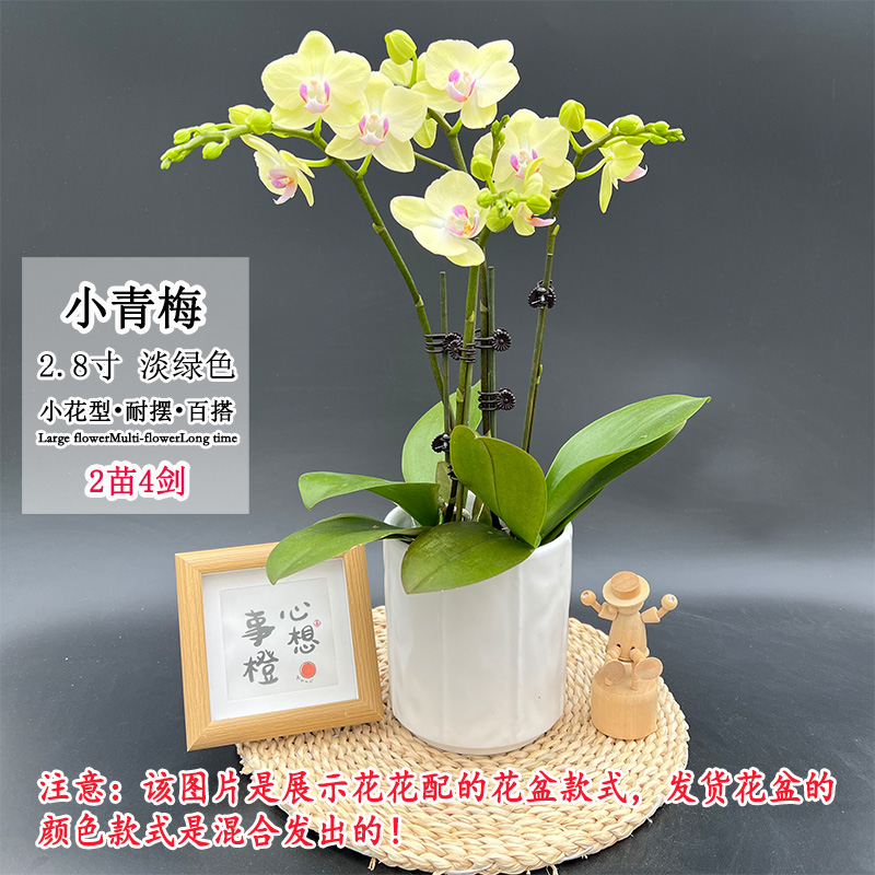 【小青梅双】蝴蝶兰蜡质小花矮株型新品淡绿色室内桌面好养绿植花卉