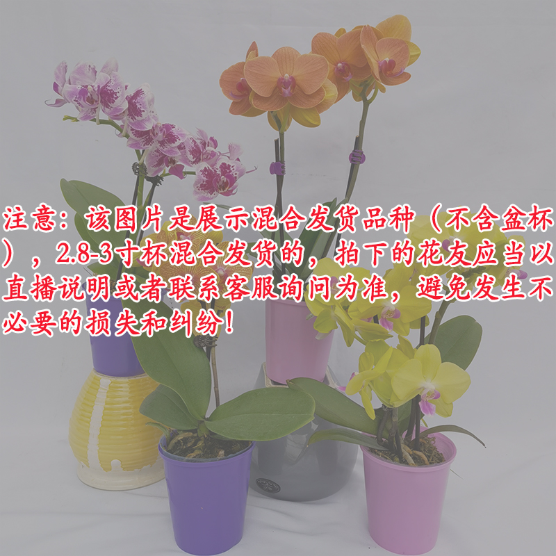 蝴蝶兰 [浮代] 2.8寸-3寸杯 混色发出 好养易活