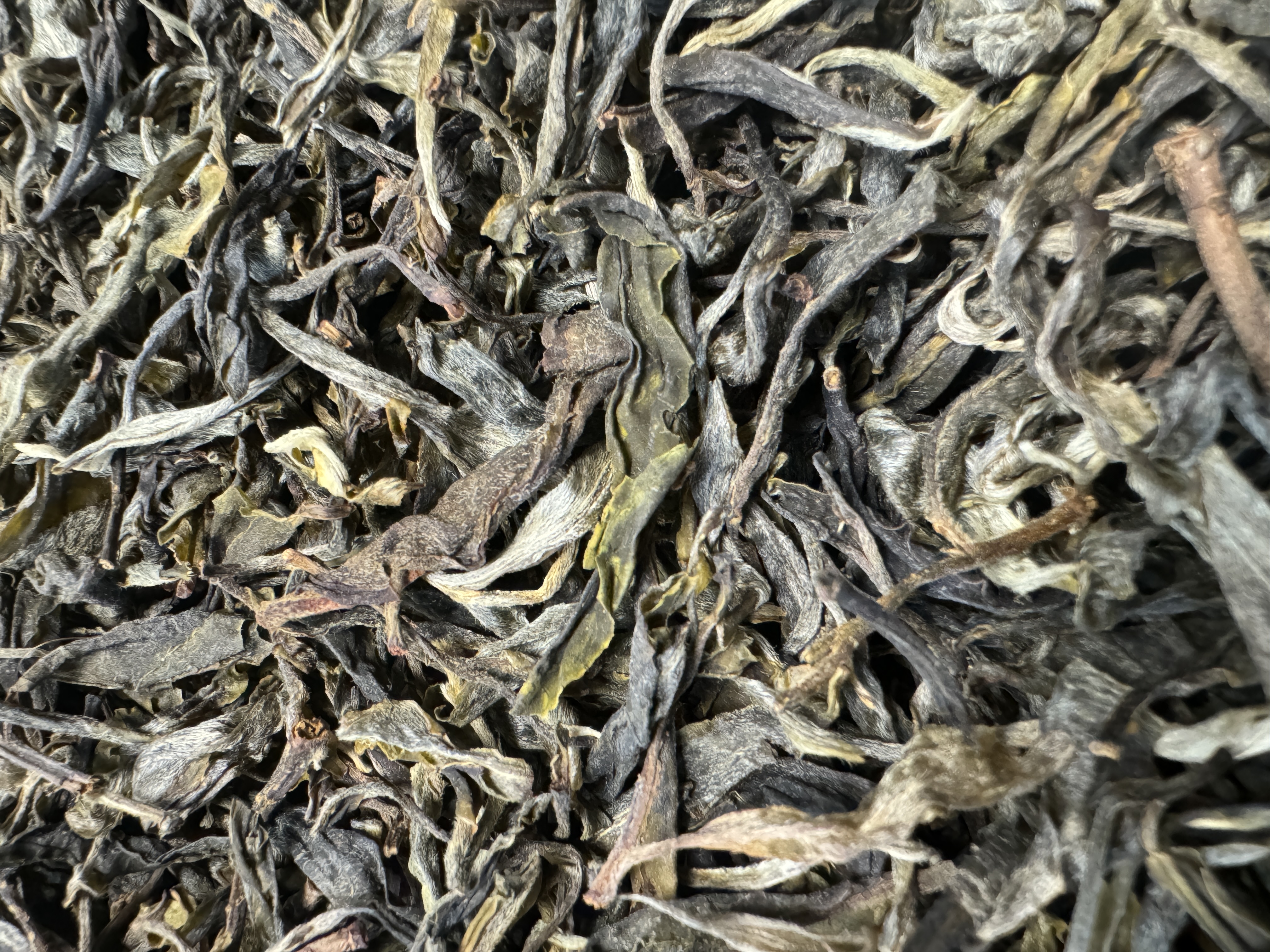 2025年 森野古树 头春头采 普洱茶 生茶 散茶