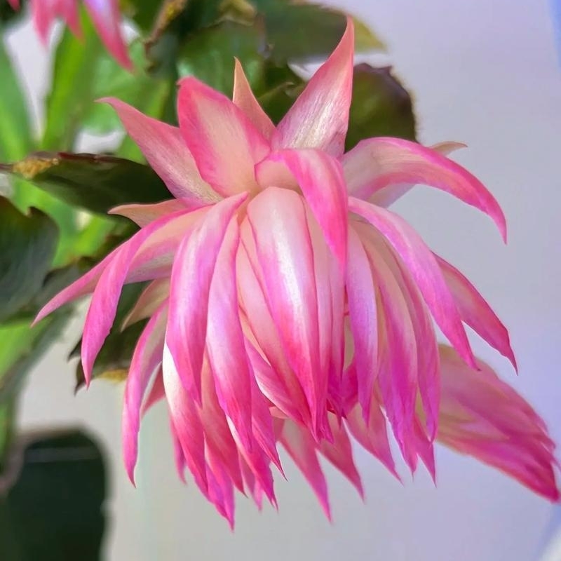 进口蟹爪兰花卉复瓣大花盆栽开花室内阳台绿植