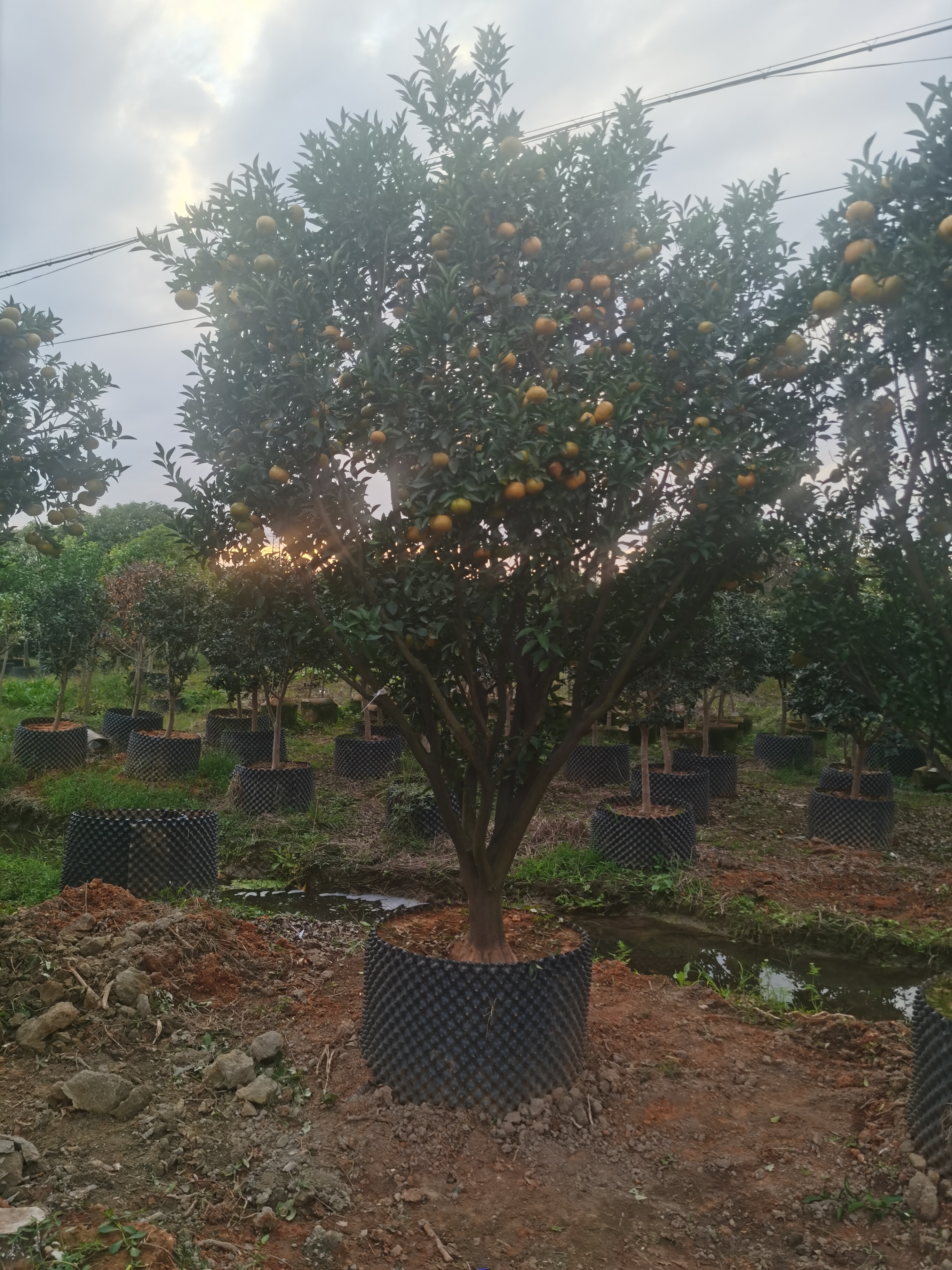 大型果树盆景广西蜜橘