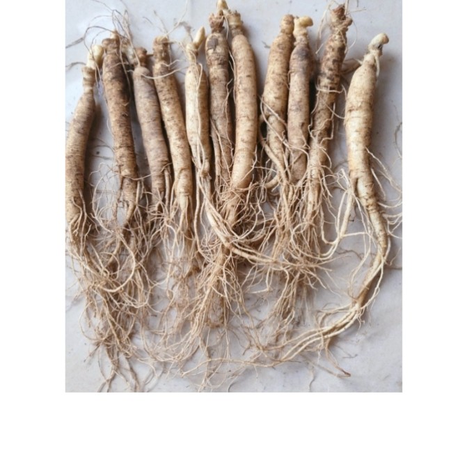 鲜人参，煲汤泡酒煮水喝都可以保鲜参五颗一份