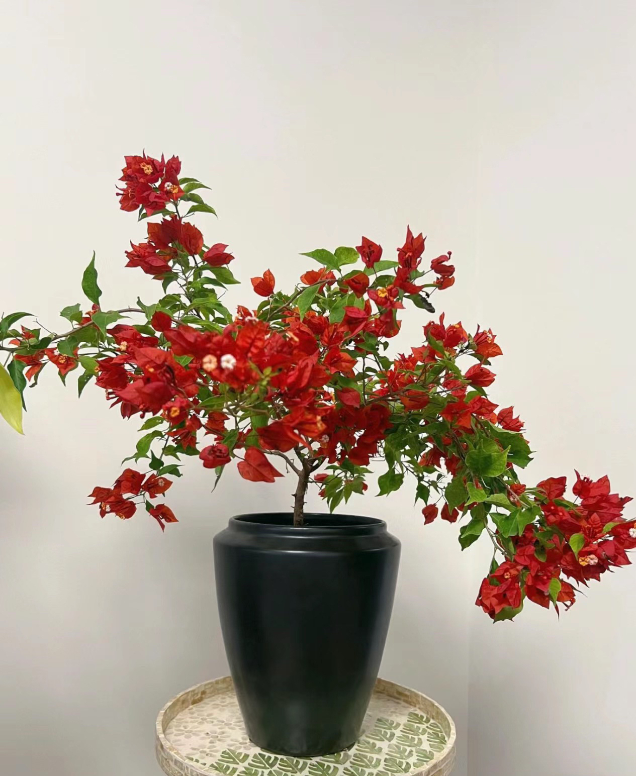 三角梅 一物一拍链接 原盆原土发货