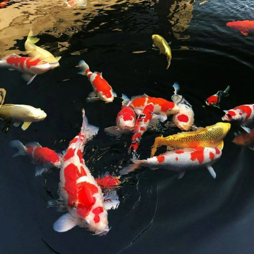蝴蝶鲤红白三色锦鲤观赏鱼大正昭和秋翠