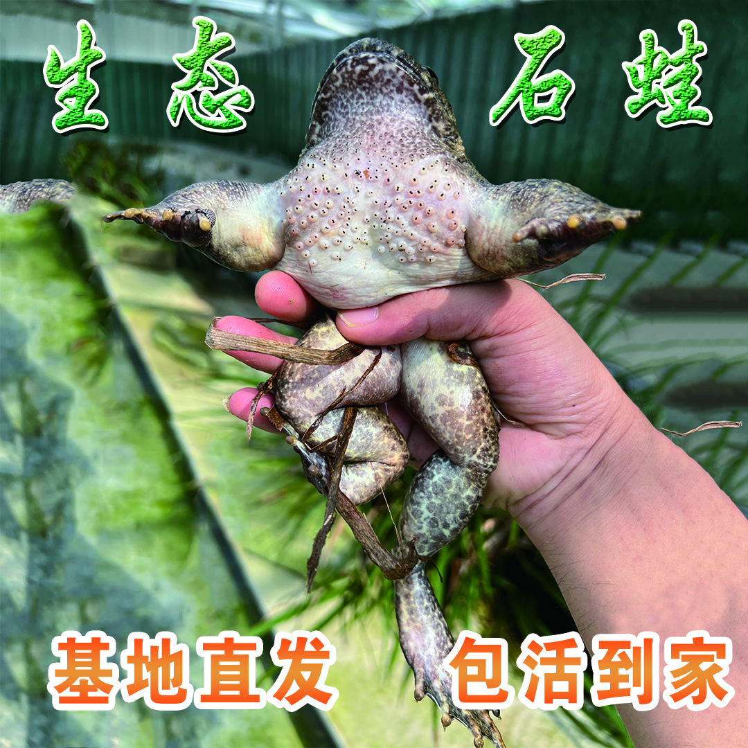 贵州罗甸生鲜活蛙1斤（500克）