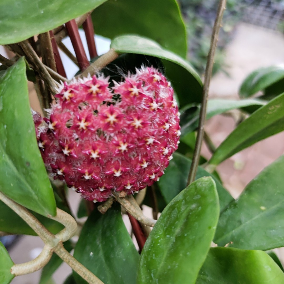 棉德岛红火球 棉德岛红色 垂钓攀爬 Hoya mindorensis ssp. red