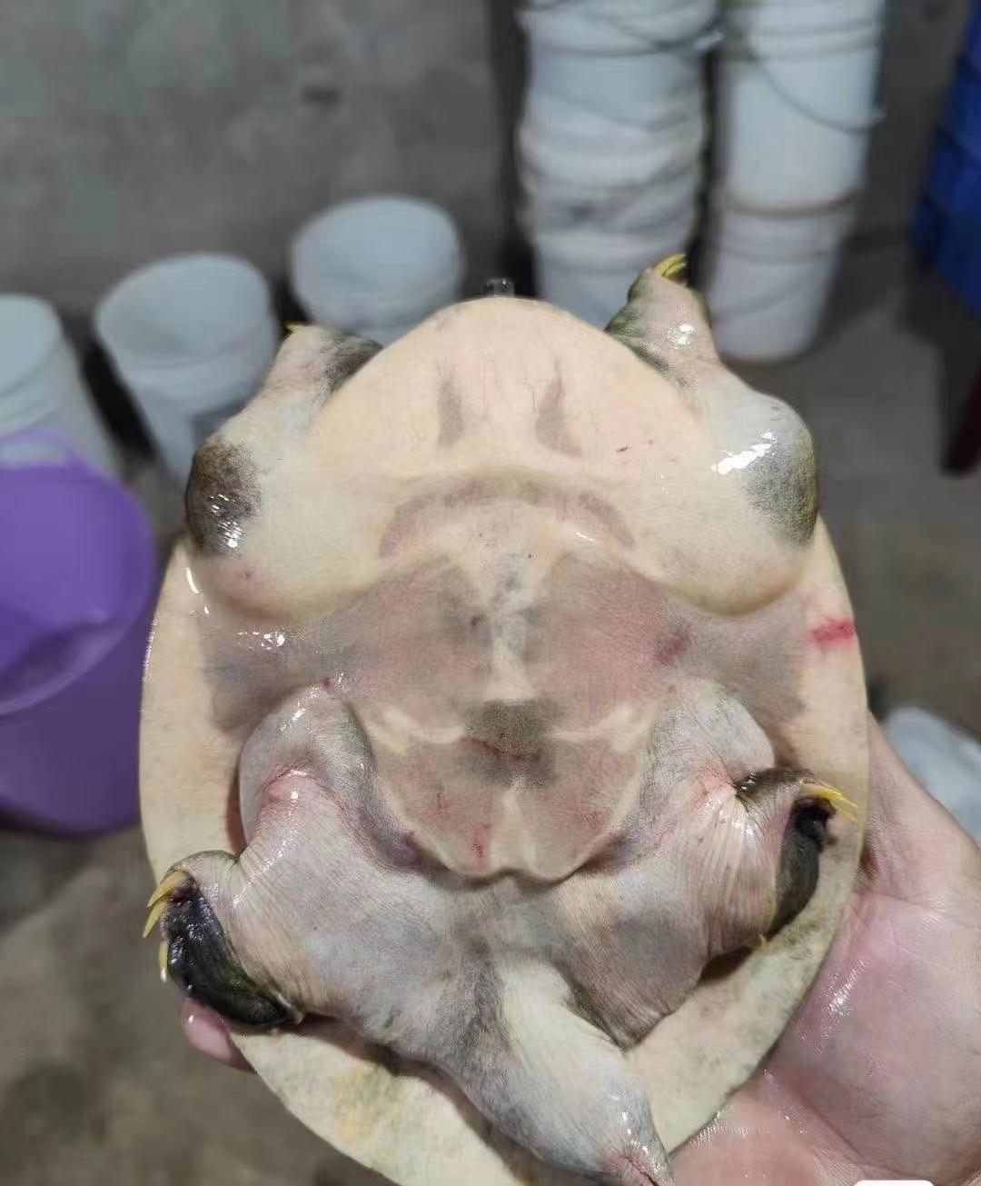 土货甲鱼土团鱼王八直播间改价链接