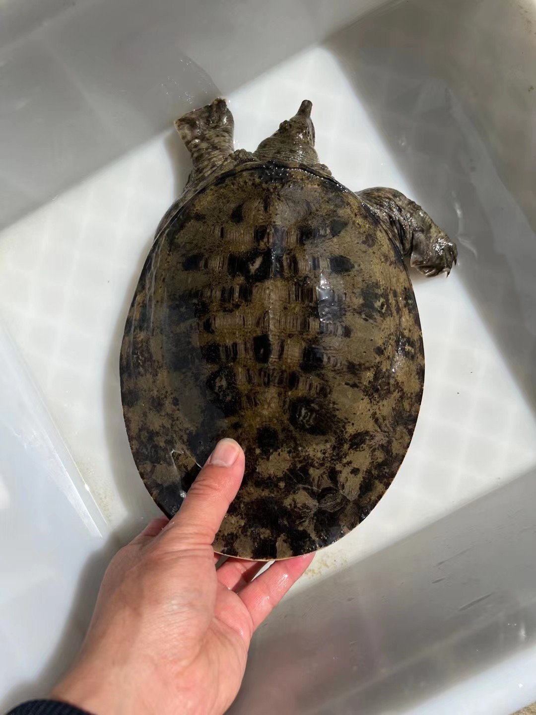 直播间改价链接 洪湖土货直播间称重为准