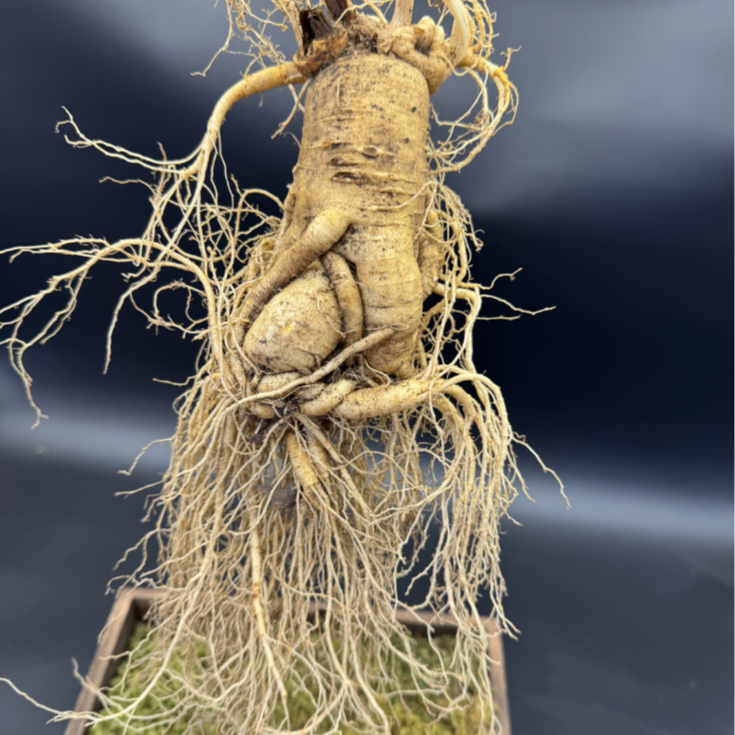 长白山大人参泡酒煲汤送礼特大鲜人参