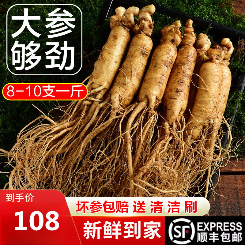 东北长白山鲜人参大支新鲜人参8-10支装现采现卖泡酒煲汤送礼