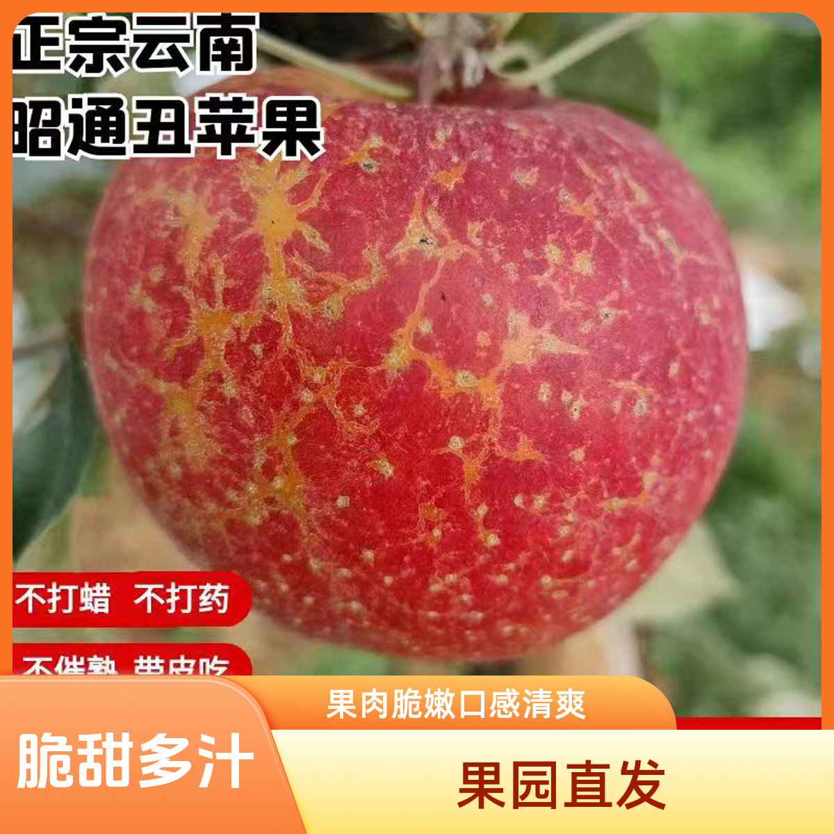 云南严选昭通原生态早熟苹果新鲜现摘现发脆甜多汁整箱5斤包邮