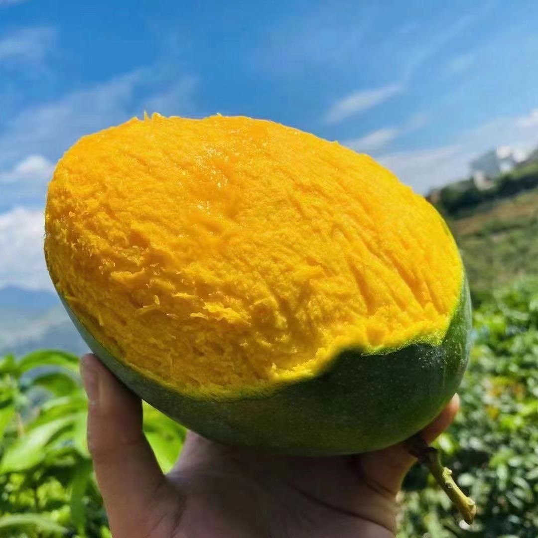 正宗四川米易凯特芒果（酸甜味）新鲜水果当季整箱5斤包邮
