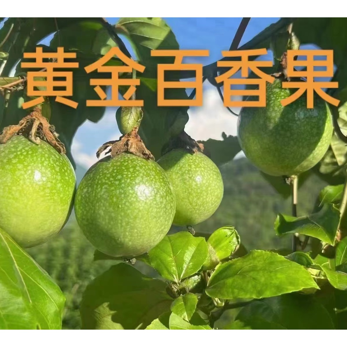 【自家果园】黄金百香果现摘现发香甜多汁新鲜水果顺丰包邮