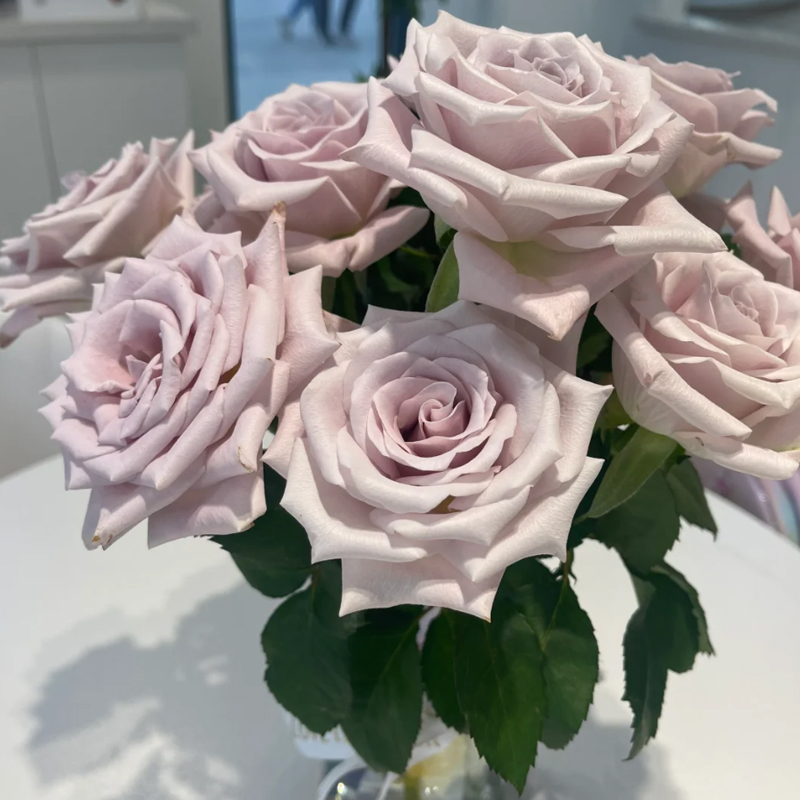 【单头曼塔玫瑰花】花型精致冷链包邮云南鲜切花装饰水养瓶插花